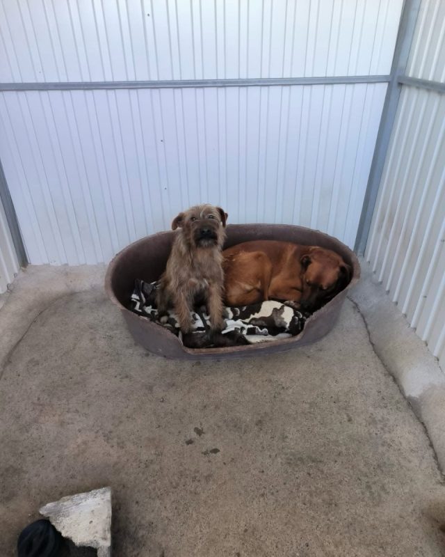 Mickey - Chien à adopter - photo 2