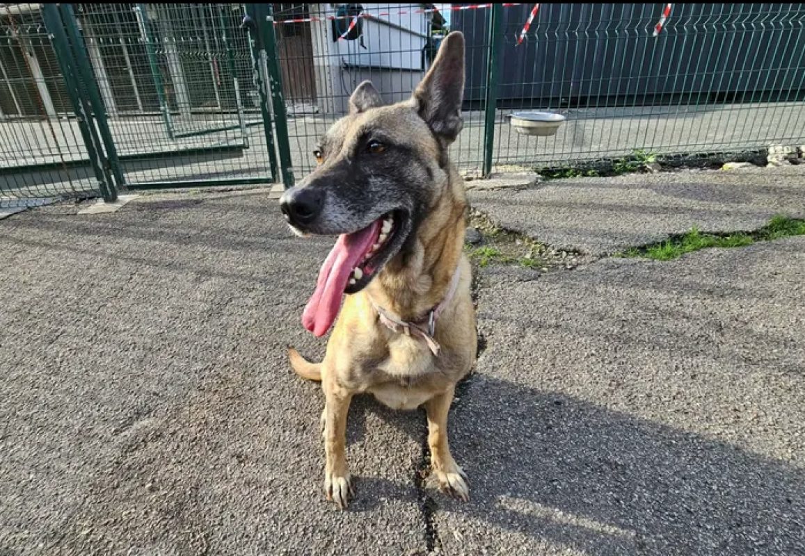 Naska - Chien Berger Belge Malinois à adopter
