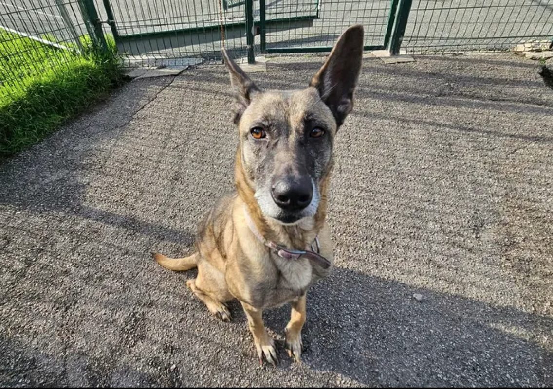 Naska - Chien Berger Belge Malinois à adopter - photo 2