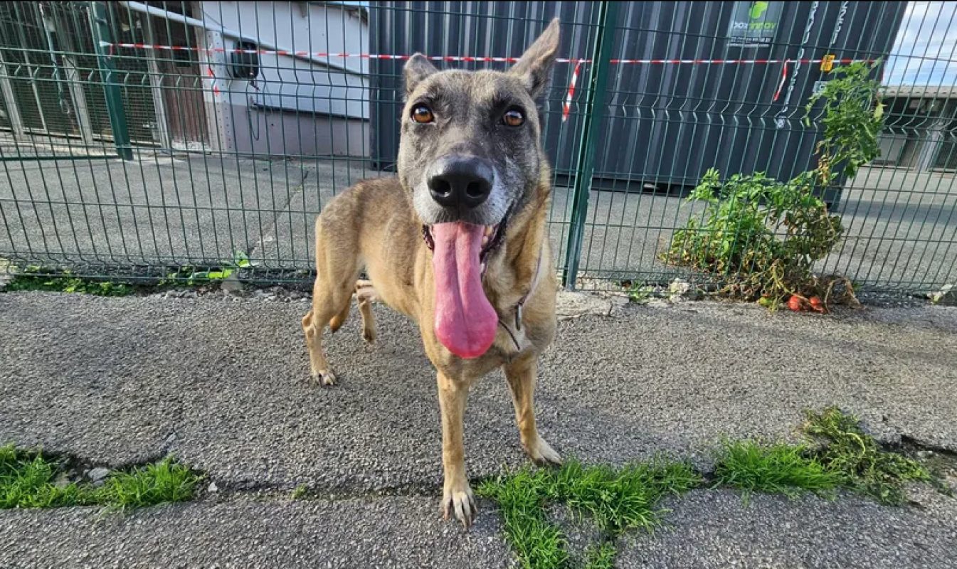 Naska - Chien Berger Belge Malinois à adopter - photo 3