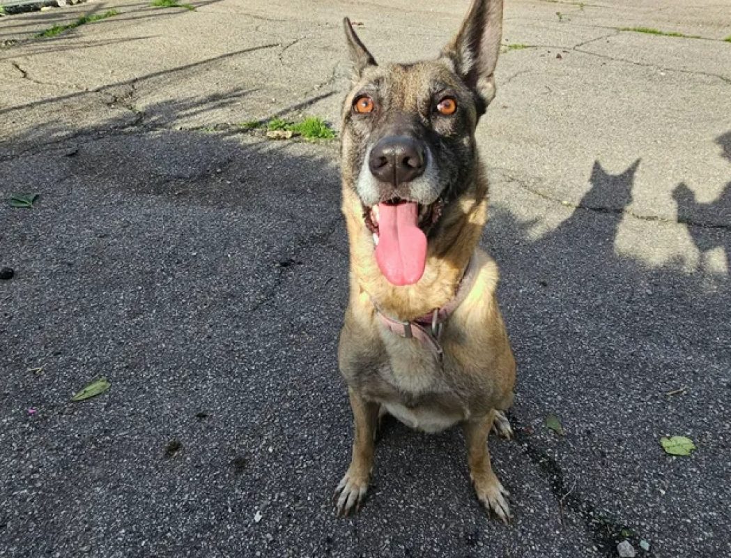 Naska - Chien Berger Belge Malinois à adopter - photo 4