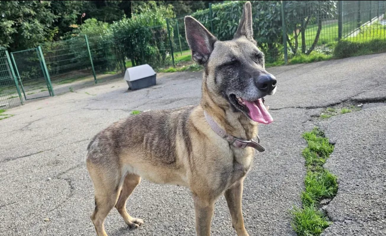 Naska - Chien Berger Belge Malinois à adopter - photo 5