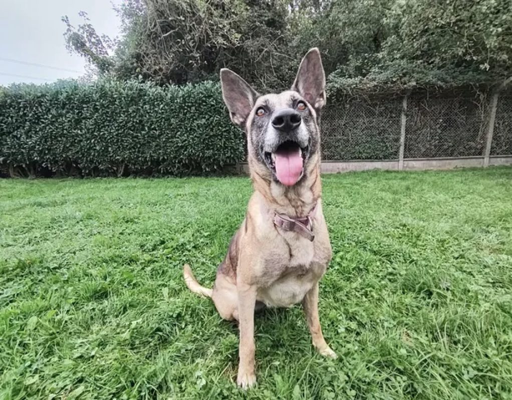 Naska - Chien Berger Belge Malinois à adopter - photo 6