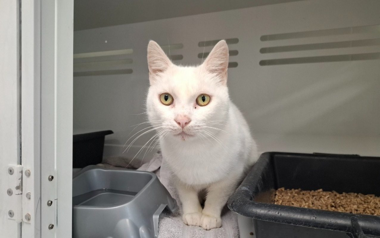 Flocon - Chat Européen à adopter
