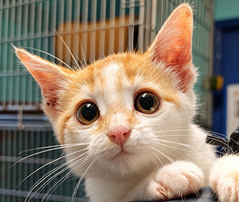Melon - Chat Européen à adopter