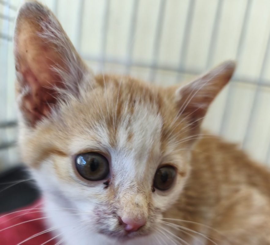 Melon - Chat Européen à adopter - photo 2