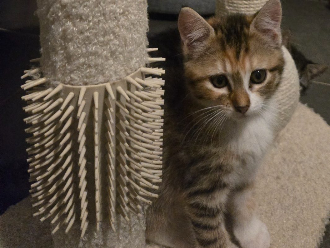 Rossa - Chat Européen à adopter