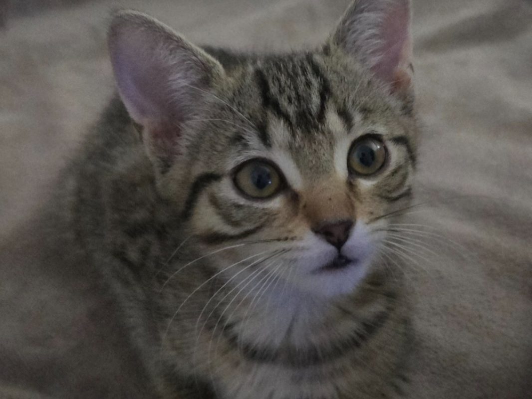 Tigresse - Chat Européen à adopter