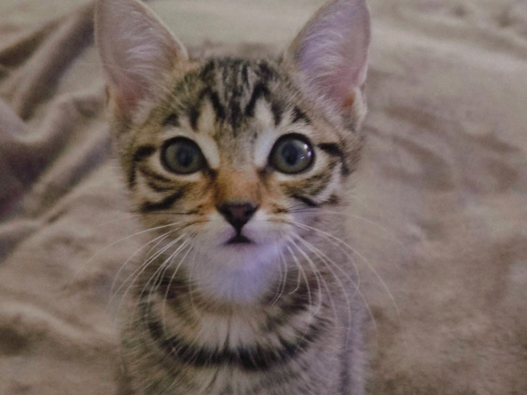 Yuki - Chat Européen à adopter