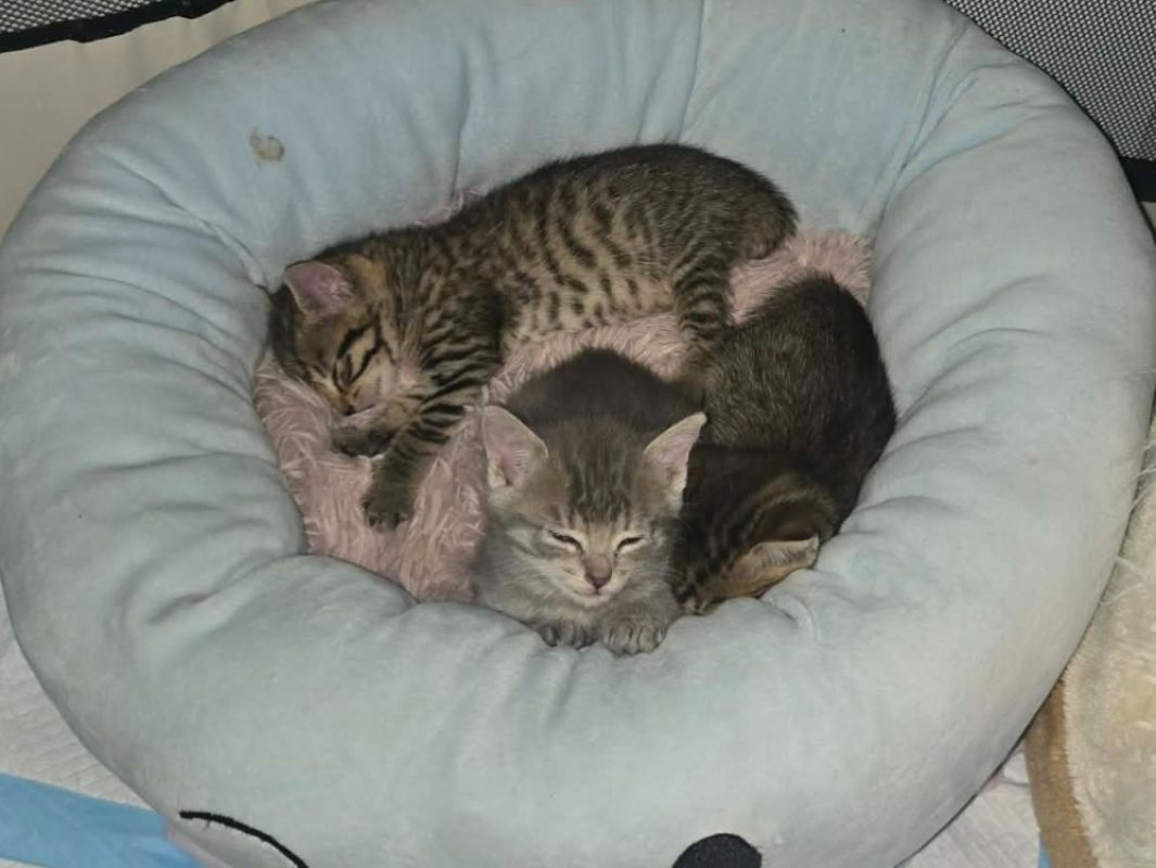 Yuki - Chat Européen à adopter - photo 2
