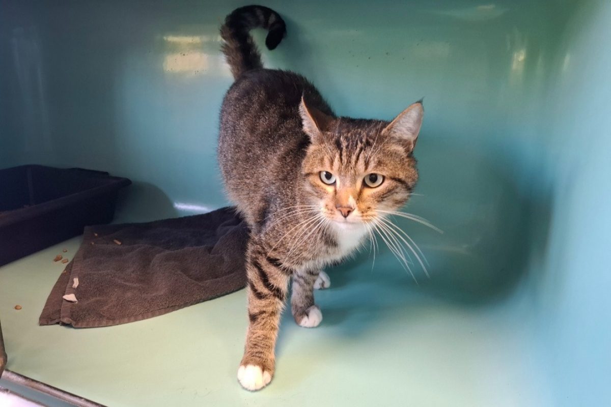 Bruss - Chat Européen à adopter