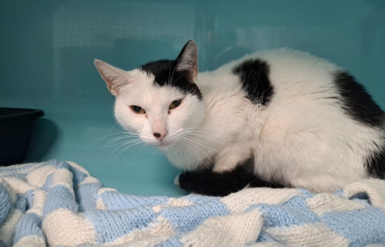 Babouche - Chat Européen à adopter