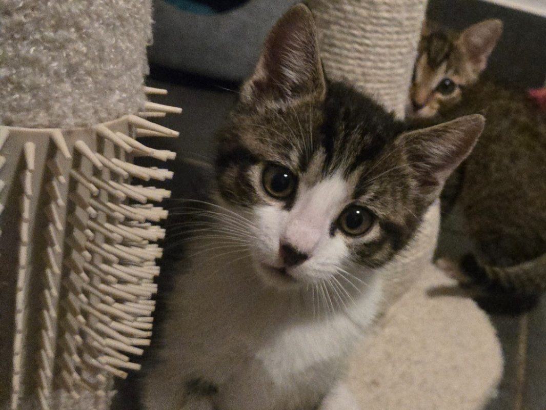 Stanley - Chat Européen à adopter