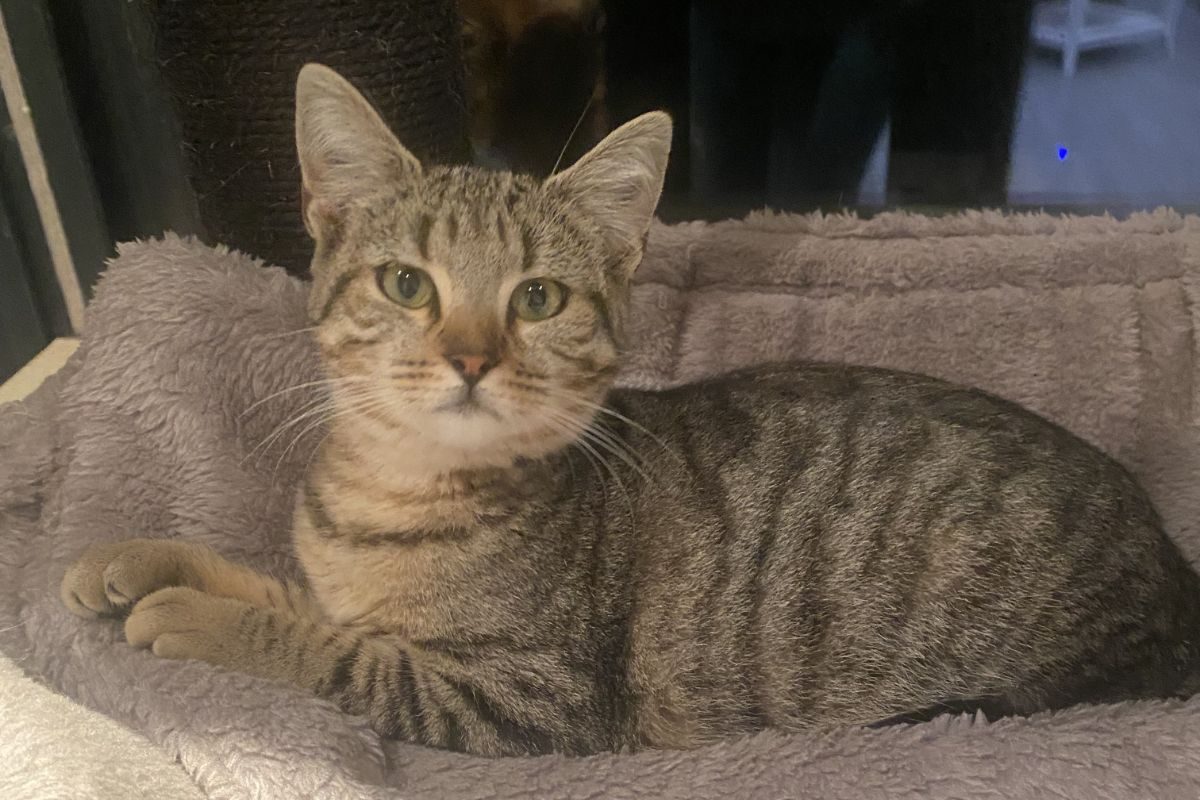 Bella - Chat Européen à adopter - photo 7