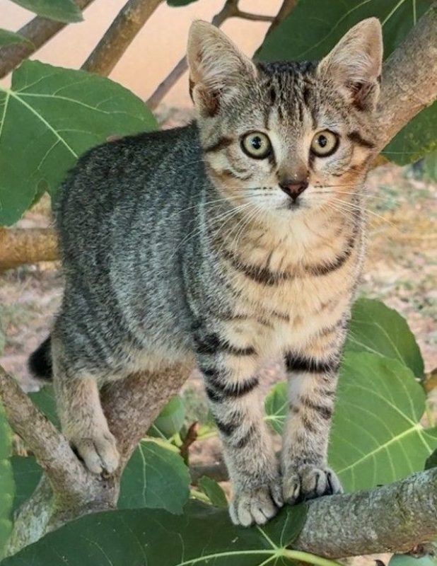 Bella - Chat Européen à adopter