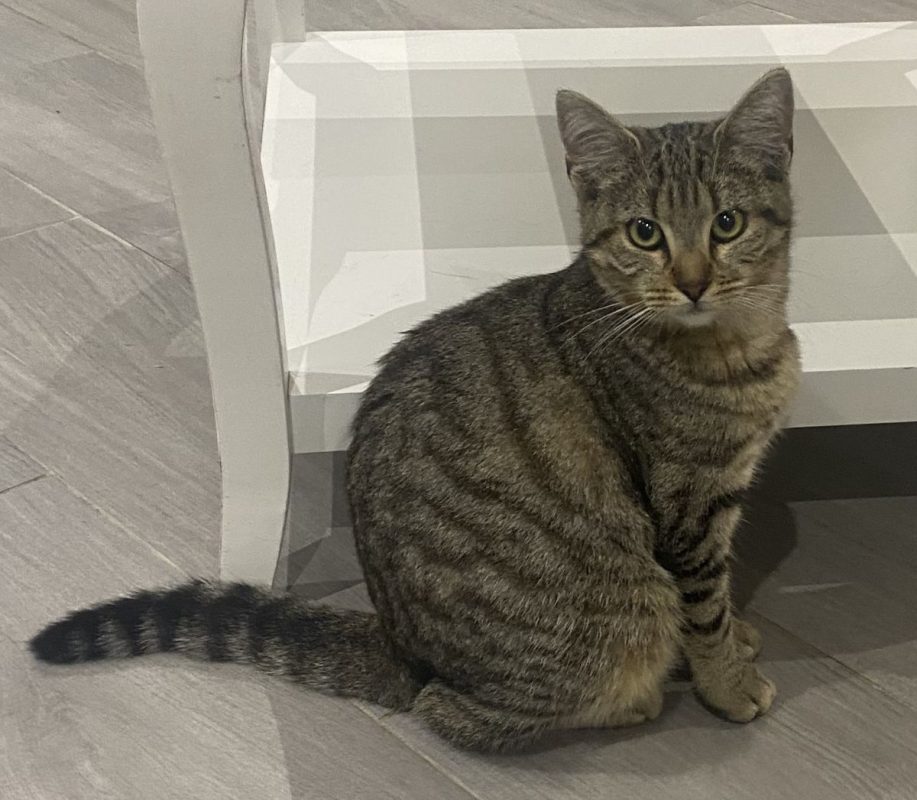 Bella - Chat Européen à adopter - photo 2