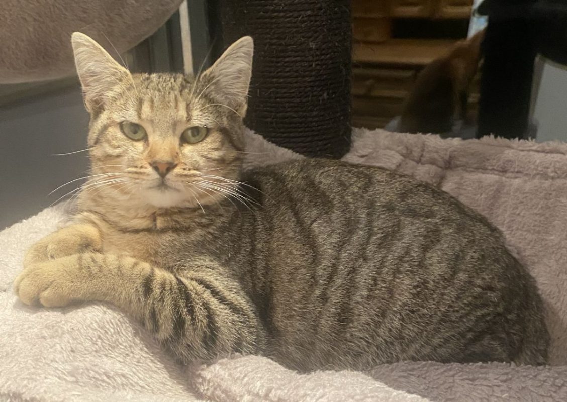 Bella - Chat Européen à adopter - photo 6