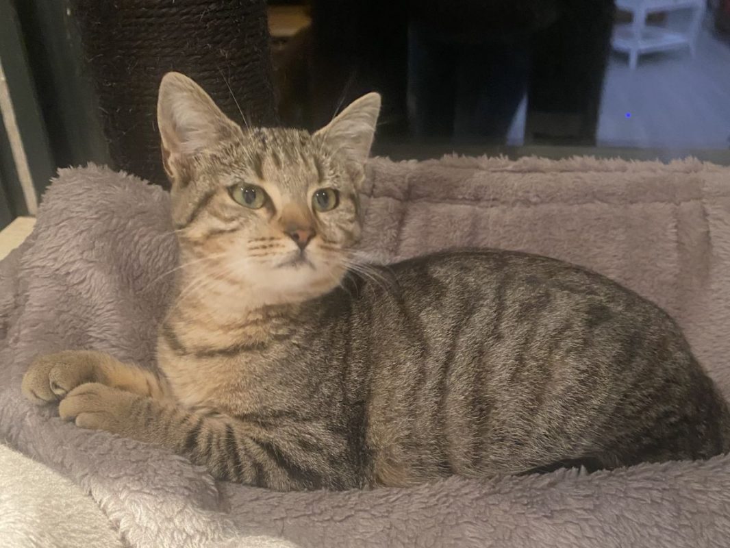 Bella - Chat Européen à adopter - photo 9