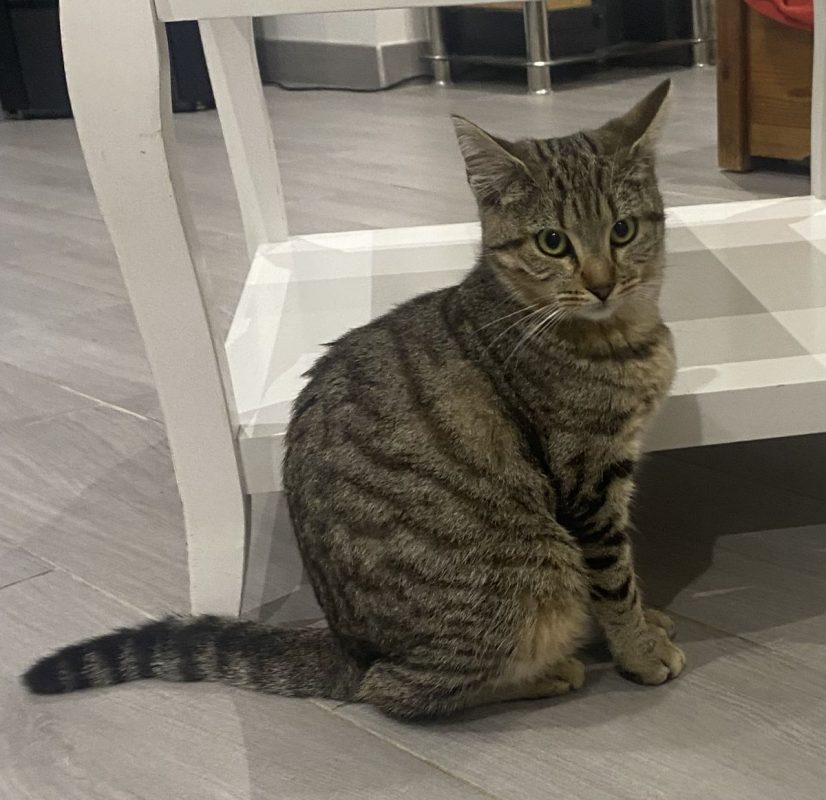 Bella - Chat Européen à adopter - photo 5