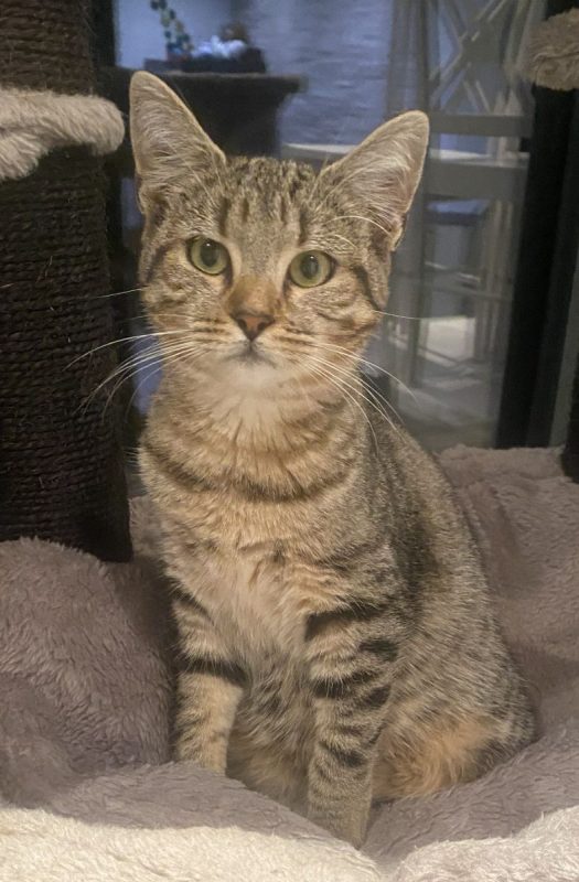 Bella - Chat Européen à adopter - photo 4
