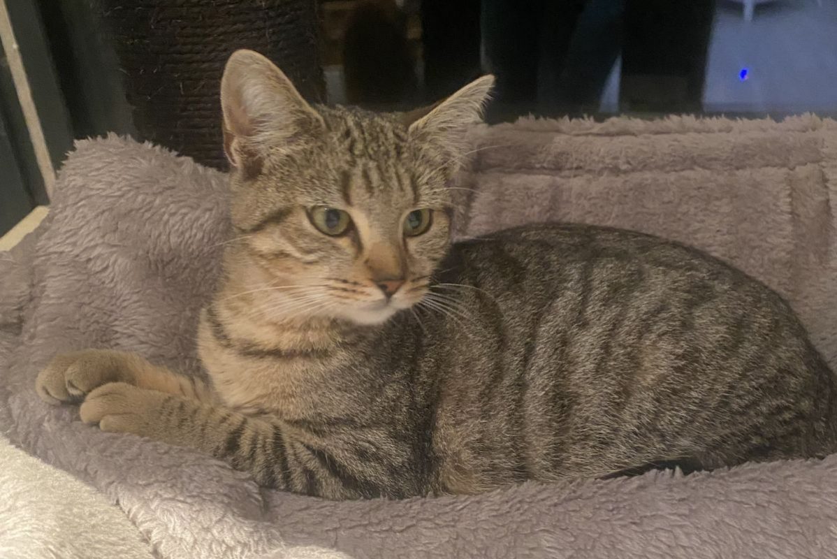 Bella - Chat Européen à adopter - photo 8