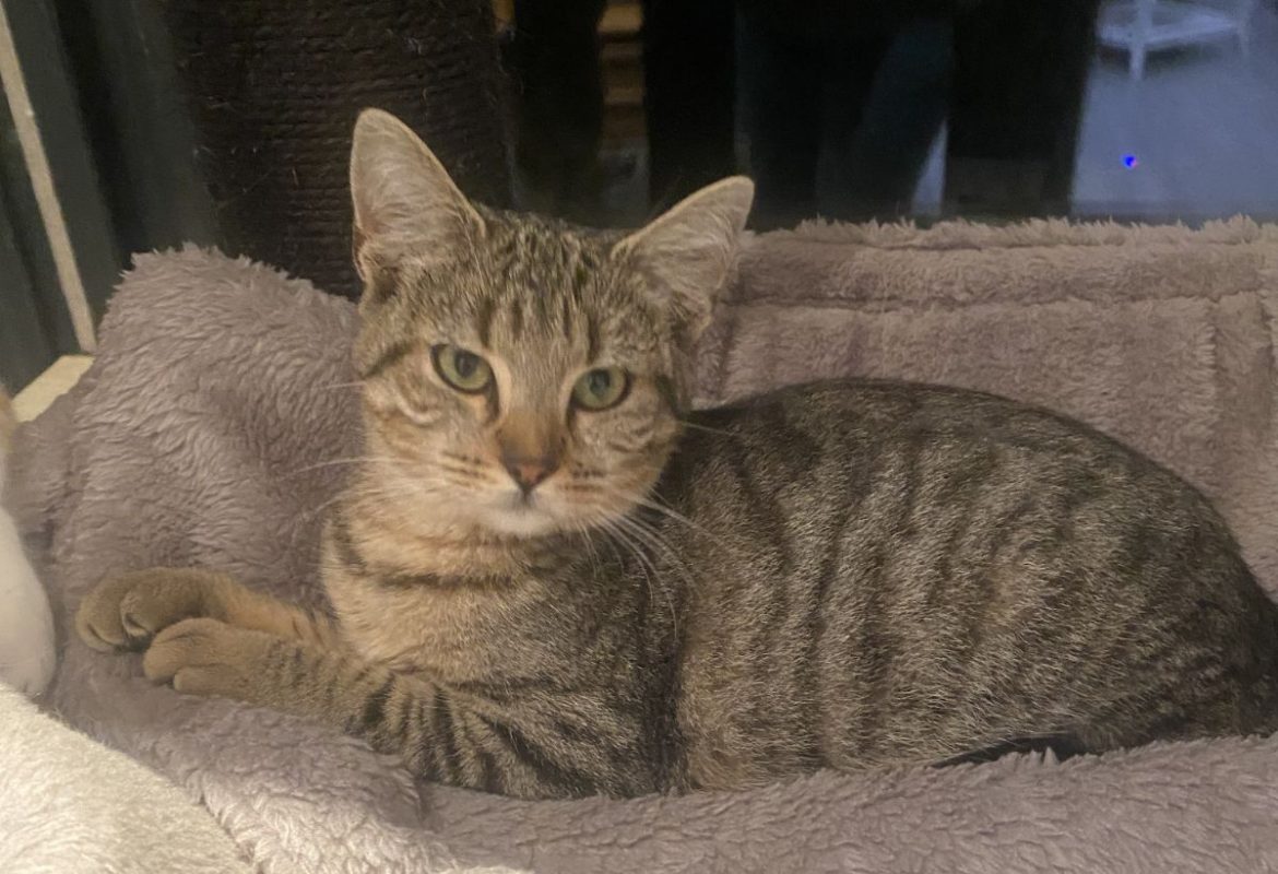 Bella - Chat Européen à adopter - photo 3