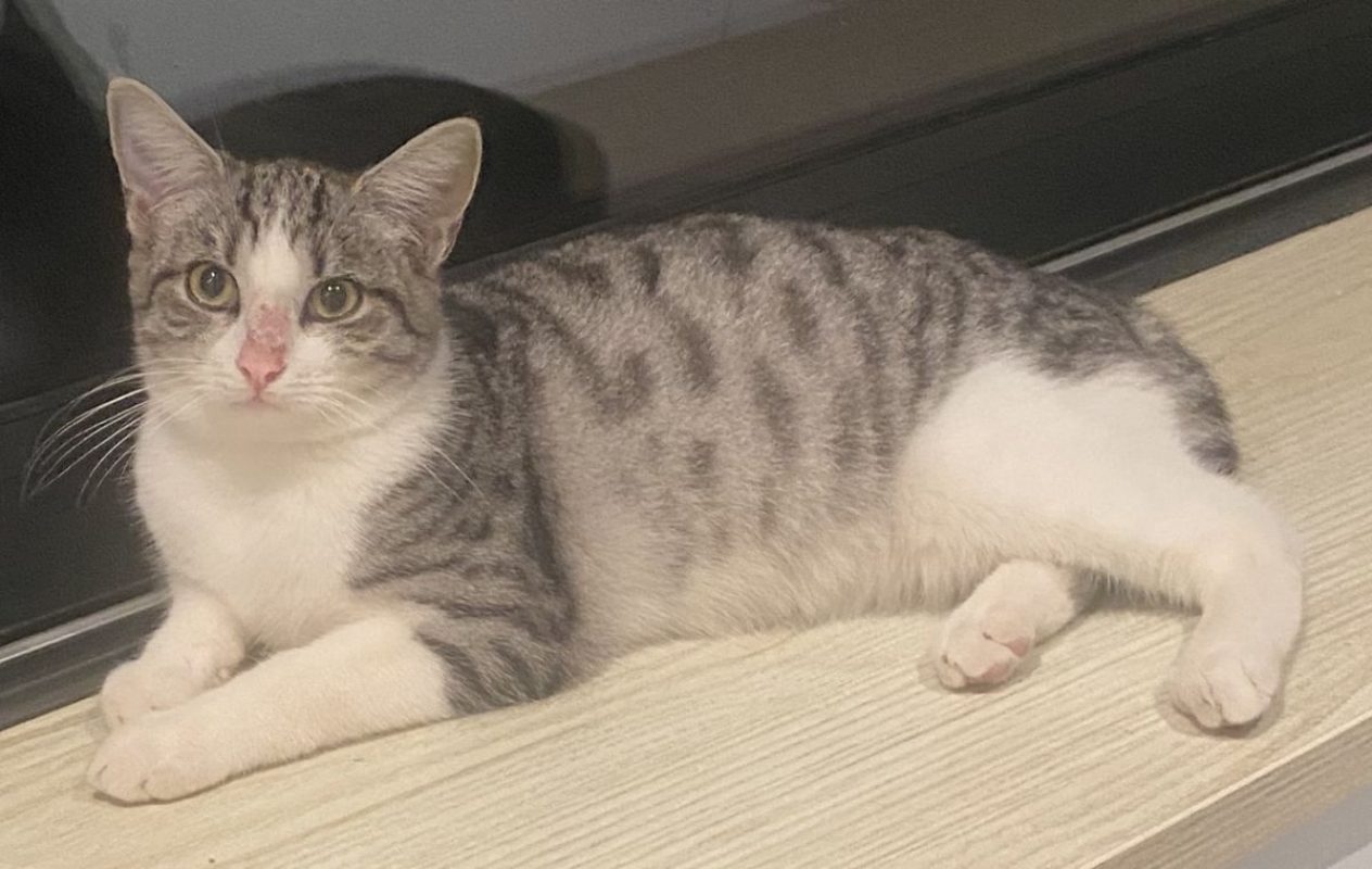 Nougat - Chat Européen à adopter - photo 9