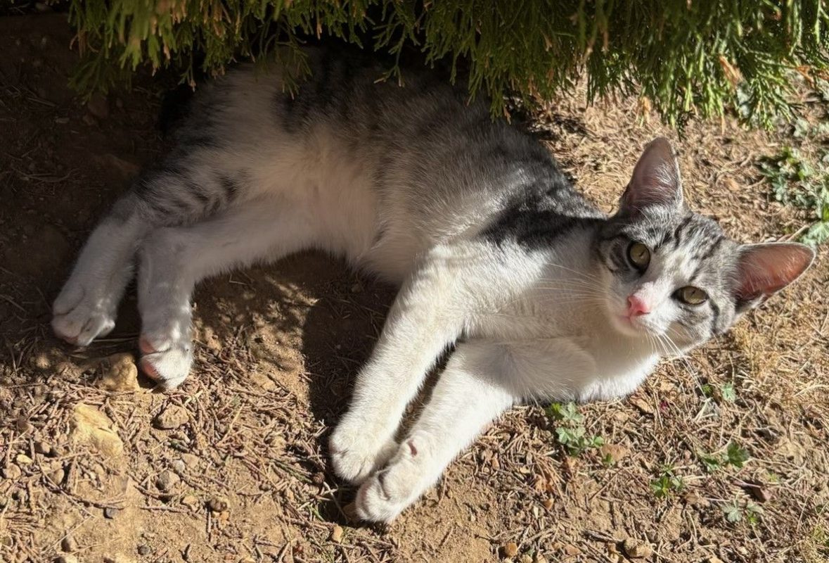 Nougat - Chat Européen à adopter - photo 4