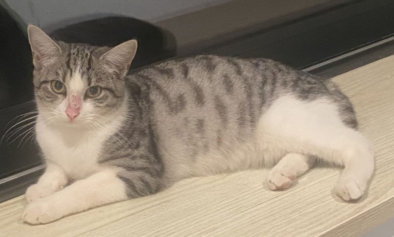 Nougat - Chat Européen à adopter - photo 6