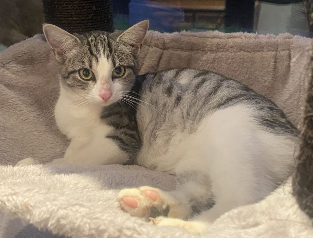 Nougat - Chat Européen à adopter - photo 8