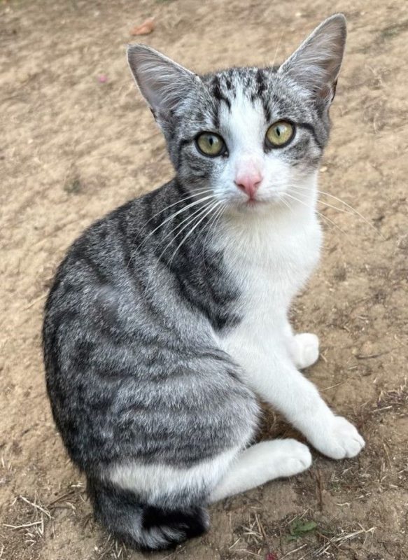 Nougat - Chat Européen à adopter