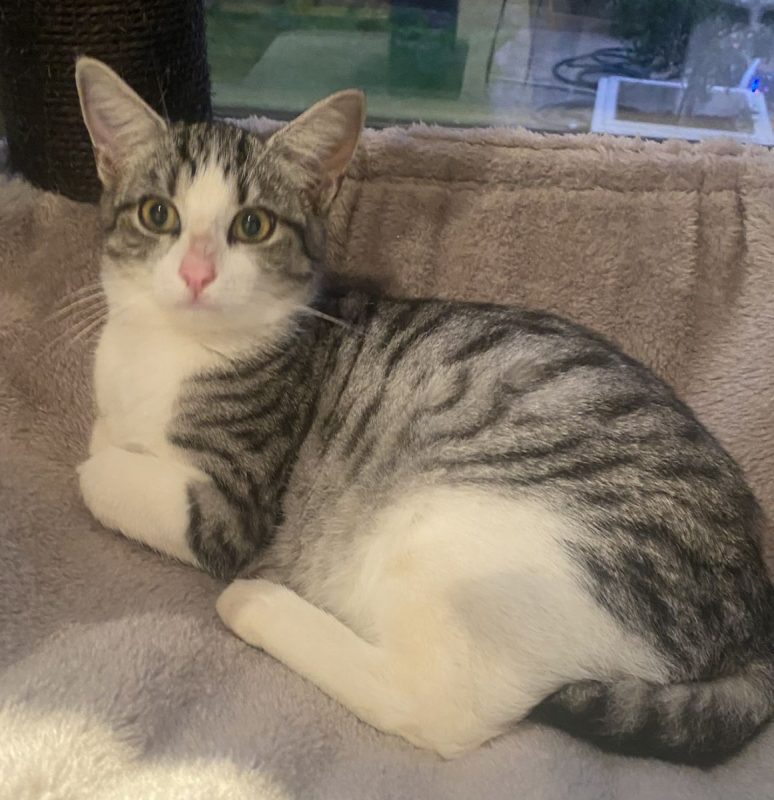 Nougat - Chat Européen à adopter - photo 3