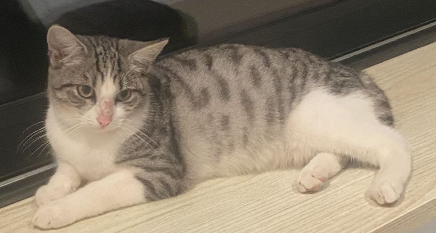 Nougat - Chat Européen à adopter - photo 7