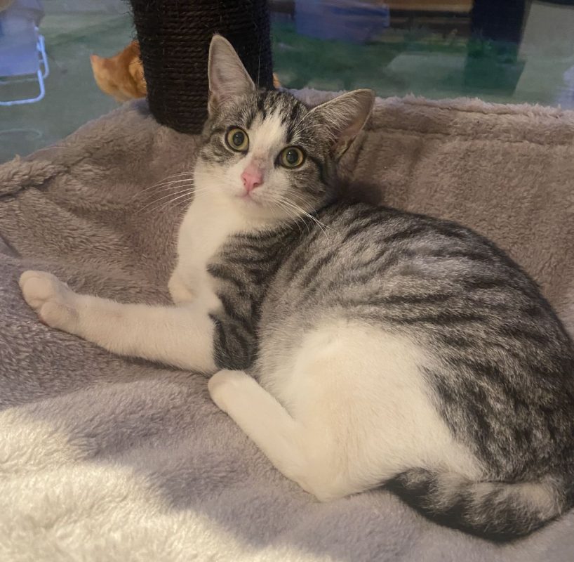 Nougat - Chat Européen à adopter - photo 2