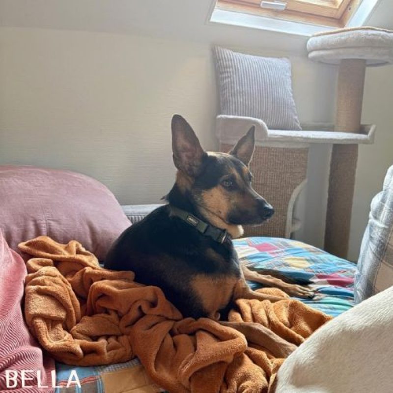 BELLA et HOPE - Chien à adopter - photo 3
