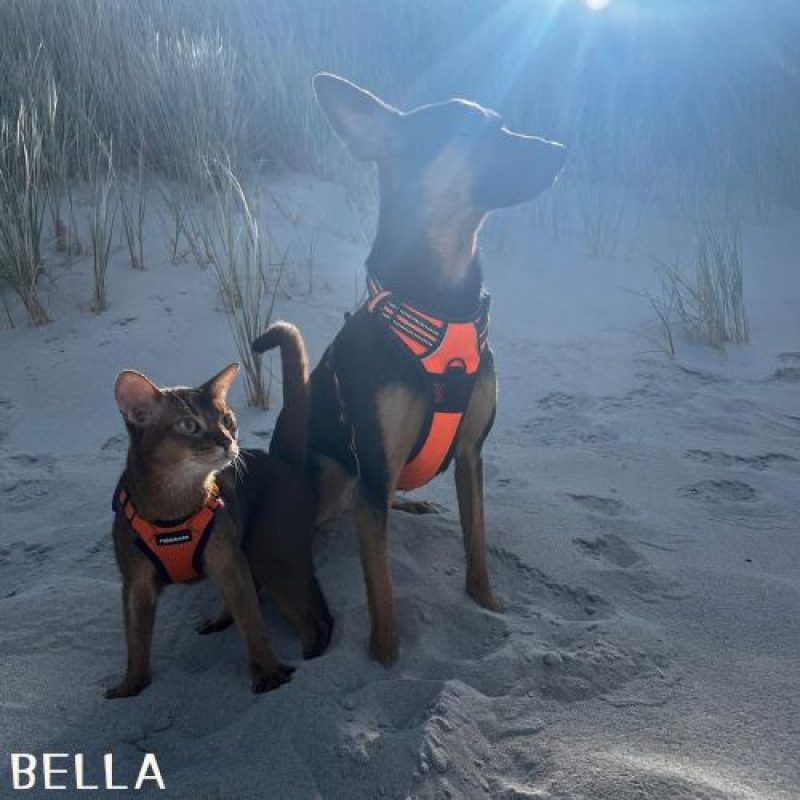 BELLA et HOPE - Chien à adopter - photo 9