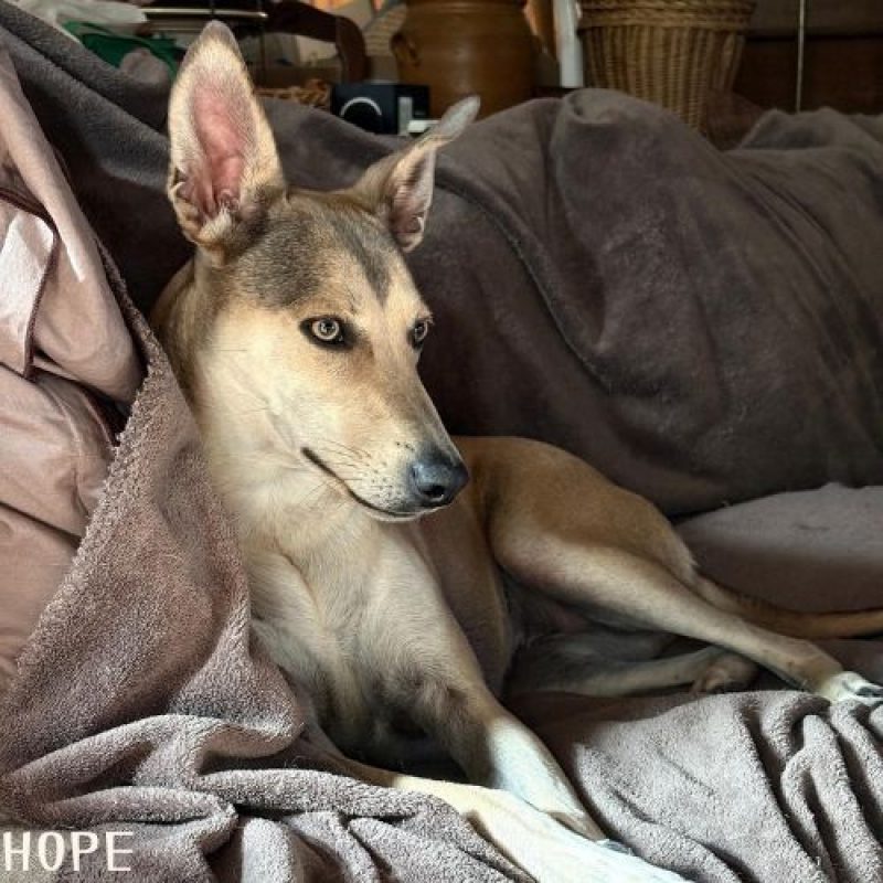 BELLA et HOPE - Chien à adopter - photo 7