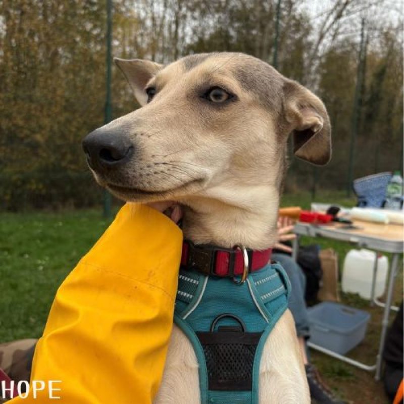 BELLA et HOPE - Chien à adopter - photo 2