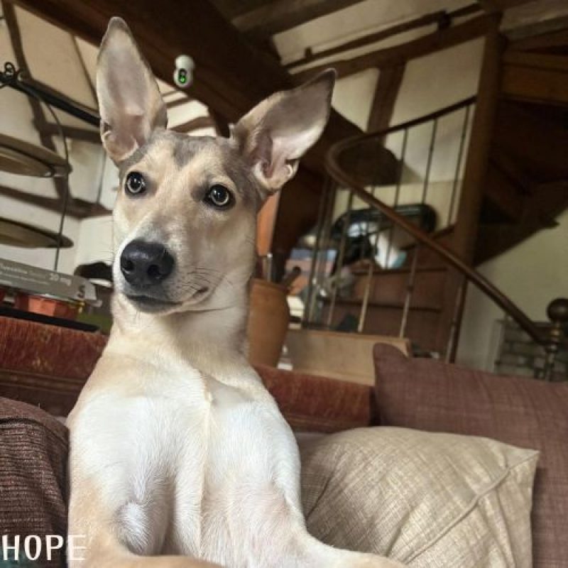 BELLA et HOPE - Chien à adopter - photo 5