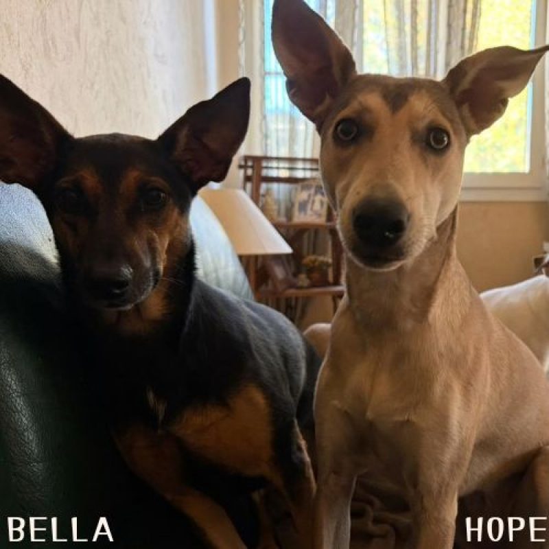 BELLA et HOPE - Chien à adopter
