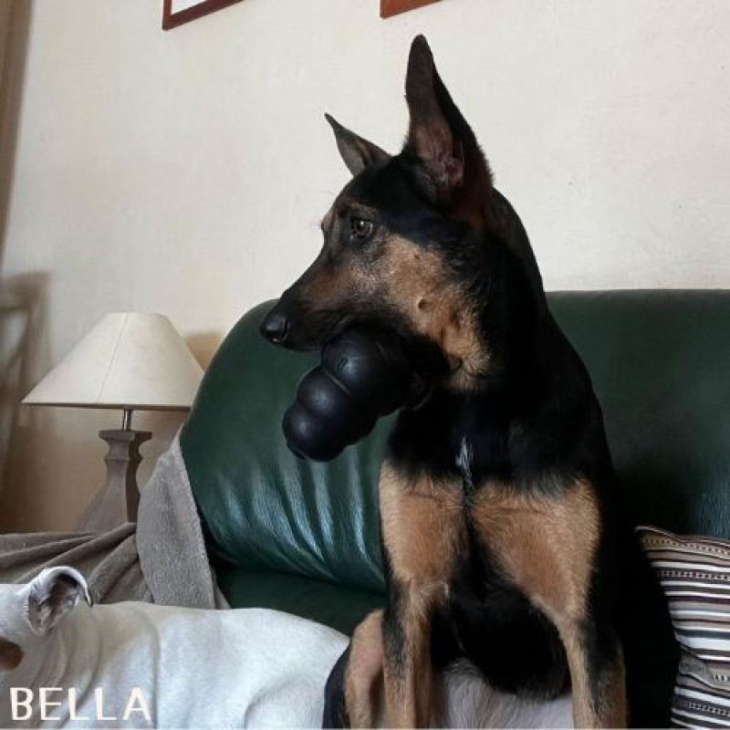 BELLA et HOPE - Chien à adopter - photo 8