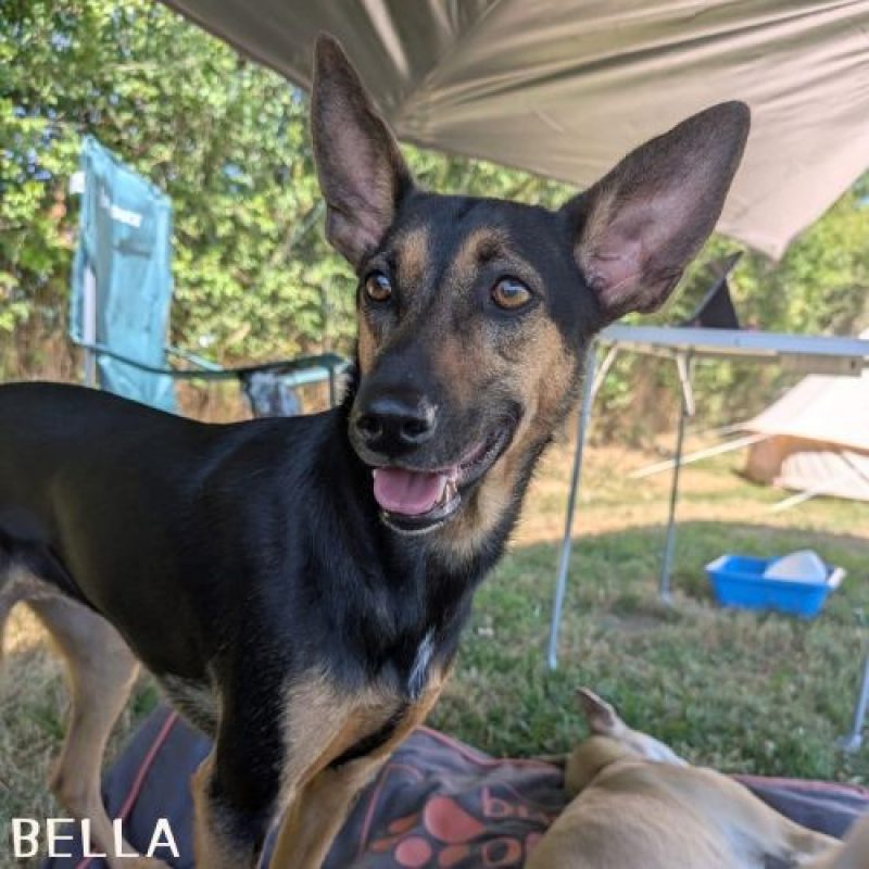 BELLA et HOPE - Chien à adopter - photo 4
