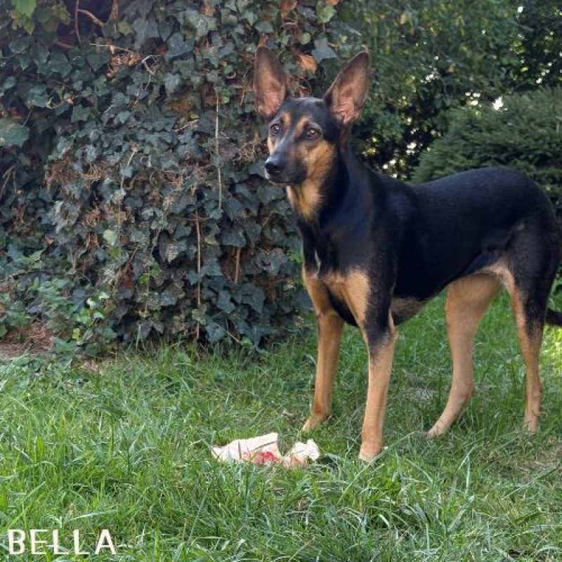 BELLA et HOPE - Chien à adopter - photo 6
