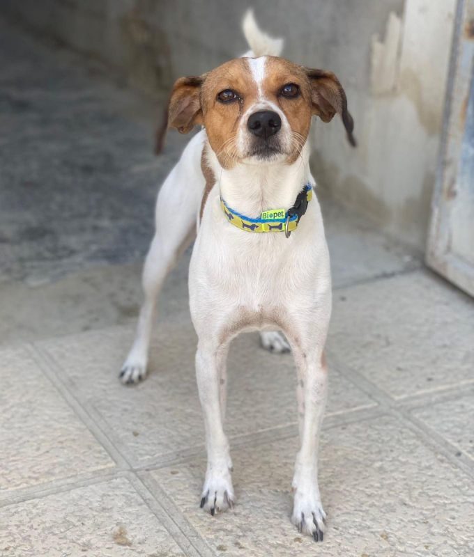 Chirimoyo - Chien à adopter - photo 7