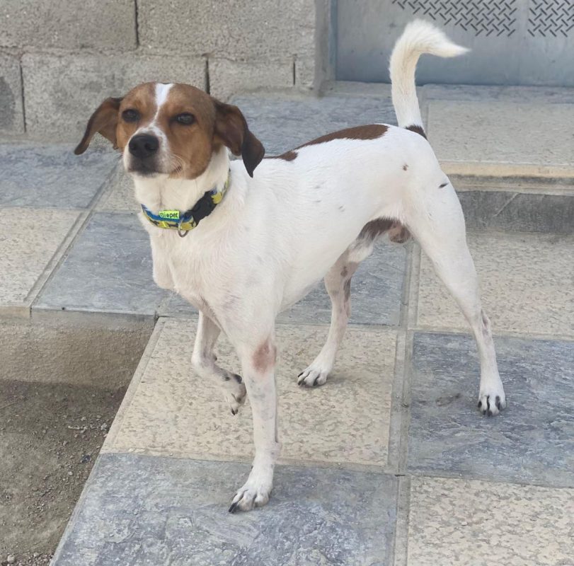 Chirimoyo - Chien à adopter - photo 8