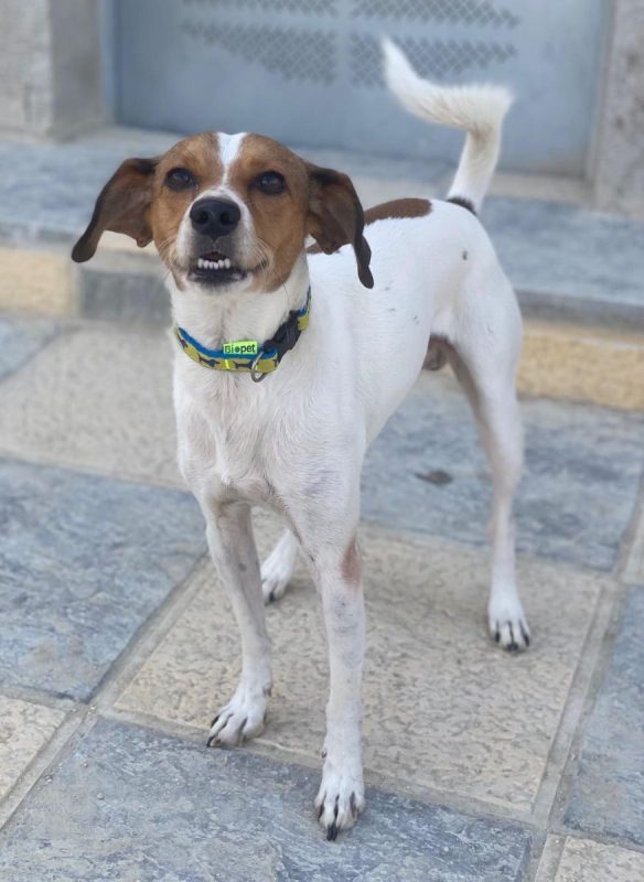 Chirimoyo - Chien à adopter - photo 10