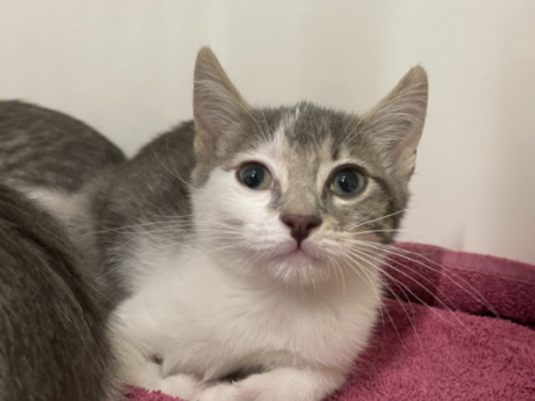 Sam - Chat Européen à adopter