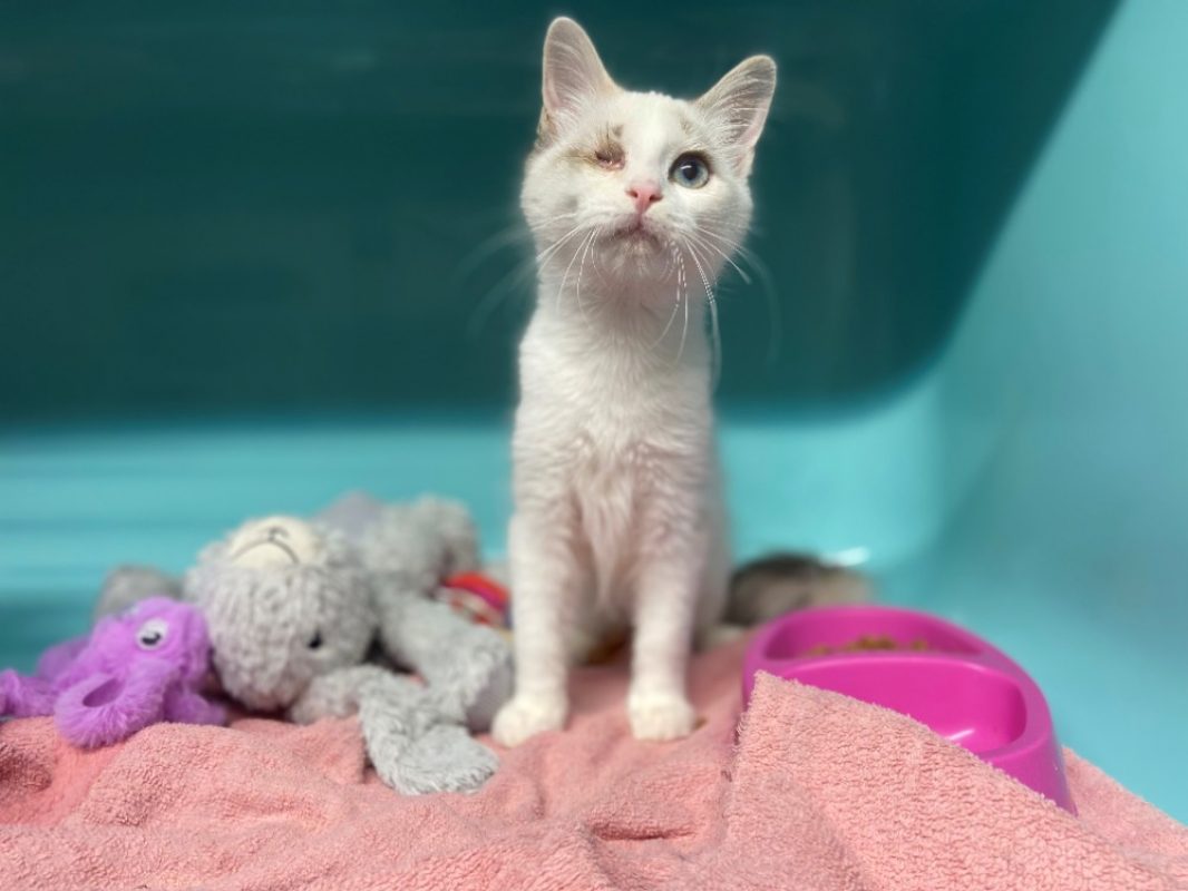 Tivi - Chat Européen à adopter