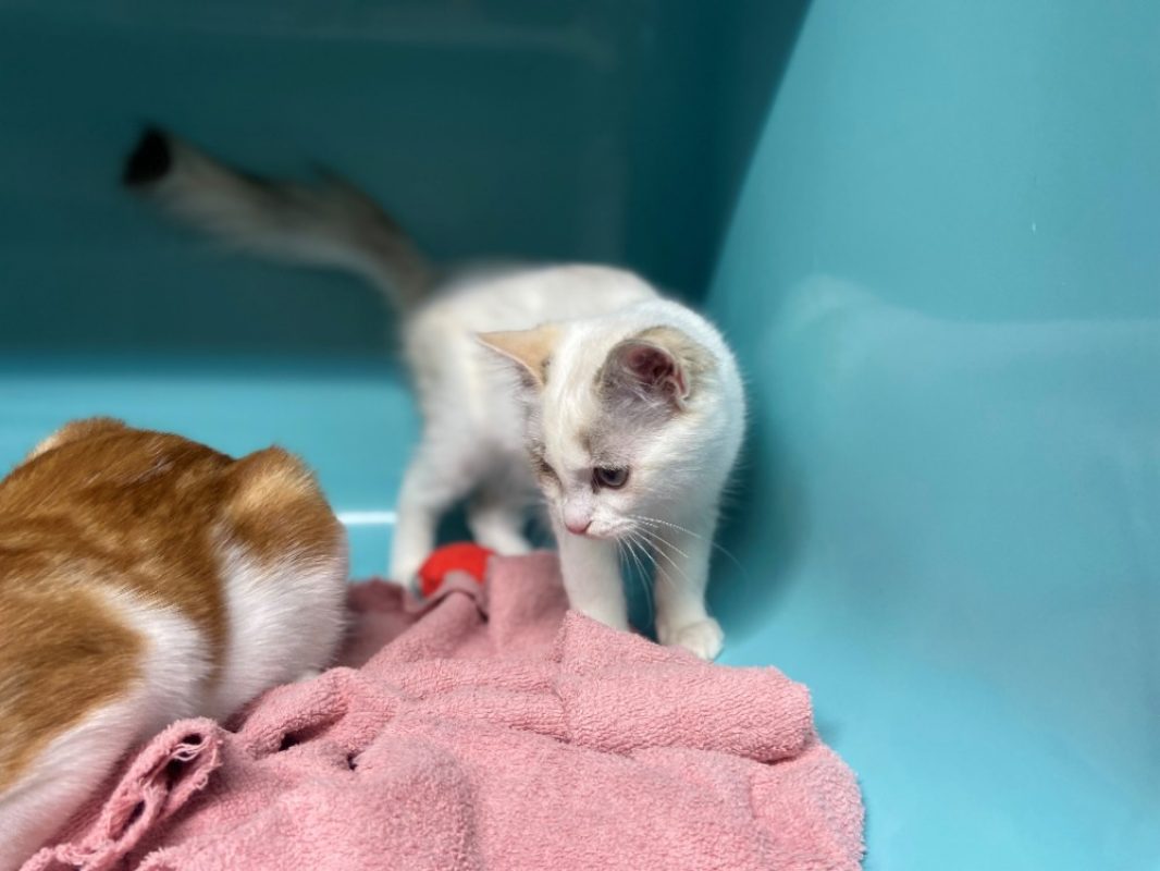 Tivi - Chat Européen à adopter - photo 2