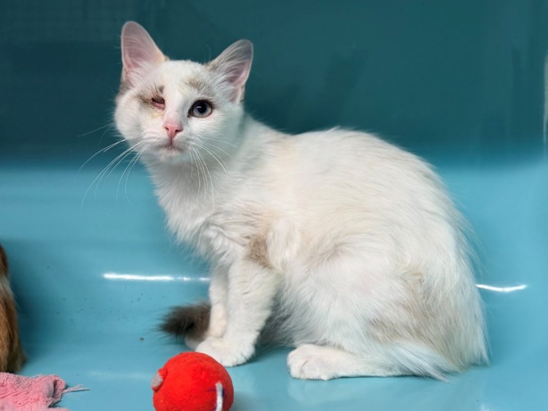 Tivi - Chat Européen à adopter - photo 3